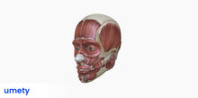 Load image into Gallery viewer, Umety Core