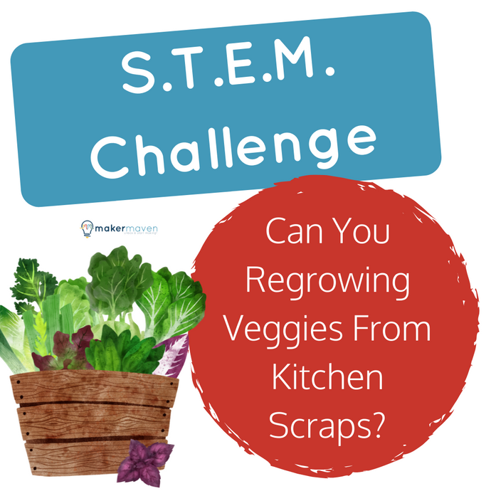 Can You Regrowing Veggies From Kitchen Scraps?